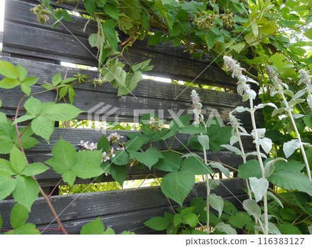 A garden with raspberries and lamb's ears in bloom A garden with raspberries and lamb's ears in bloom 116383127