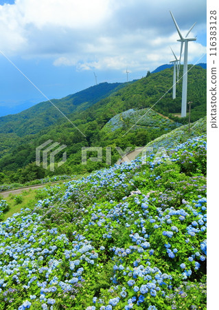 [Tokushima Prefecture] Hydrangeas and wind power generation on a sunny day at Okawahara Plateau 116383128