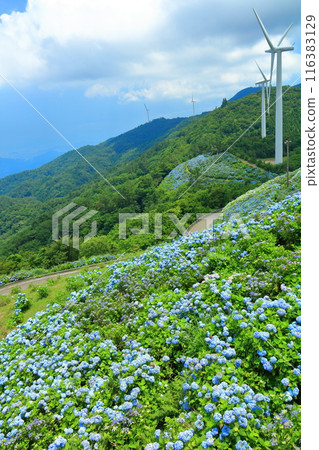 [Tokushima Prefecture] Hydrangeas and wind power generation on a sunny day at Okawahara Plateau 116383129