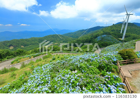 [Tokushima Prefecture] Hydrangeas and wind power generation on a sunny day at Okawahara Plateau 116383130