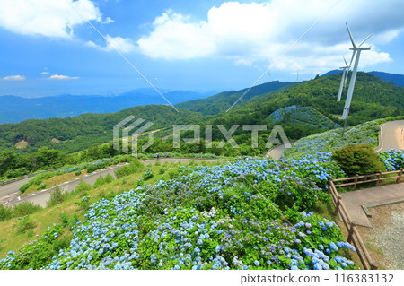 [德島縣]陽光明媚的大河原高原上的繡球花和風力發電 116383132