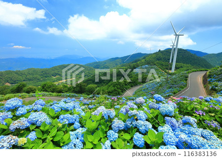 [Tokushima Prefecture] Hydrangeas and wind power generation on a sunny day at Okawahara Plateau 116383136