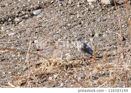 黑喉鶇（鶇科）是一種可愛而稀有的流浪鳥。  日本群馬縣利根川河床。 116383149