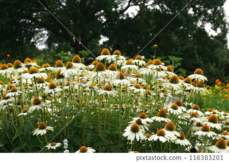 紫錐菊的白色花朵 116383201