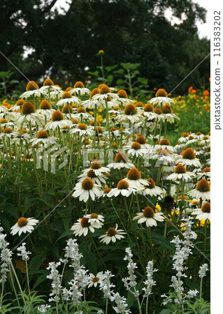 紫錐菊的白色花朵 116383202