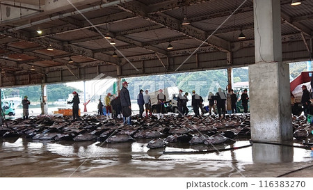 Katsuura Fishing Port Morning Market Katsuura Fishing Port Morning Market 116383270
