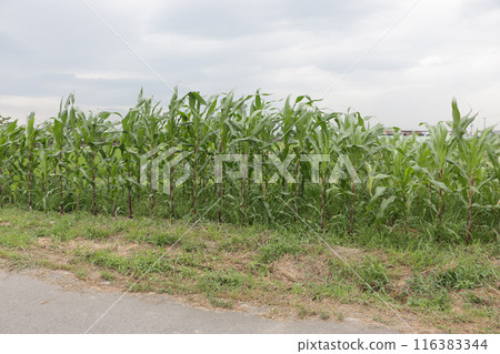 Forage crop Solgo 116383344