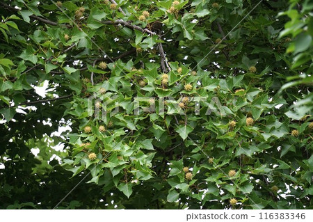 Taiwan quince fruit Taiwan quince fruit 116383346