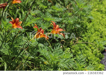 Red flowers of Hemerocallis blooming in the park in early summer 116383362