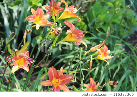 初夏公園裡盛開的萱草紅花 116383366