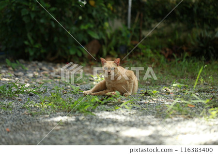 Ginger cat in garden with sunlight 116383400