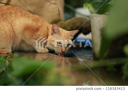 Ginger cat in garden with sunlight Ginger cat in garden with sunlight 116383413