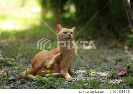 Ginger cat in garden with sunlight 116383428
