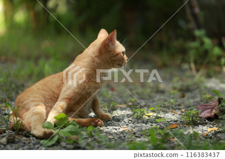 Ginger cat in garden with sunlight 116383437