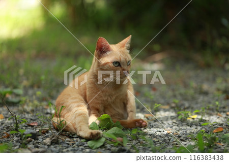Ginger cat in garden with sunlight Ginger cat in garden with sunlight 116383438