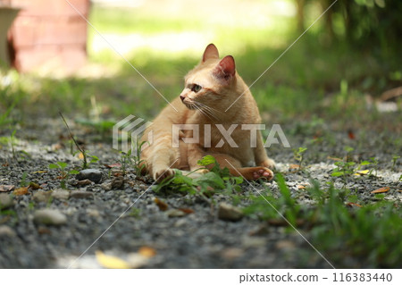 Ginger cat in garden with sunlight Ginger cat in garden with sunlight 116383440