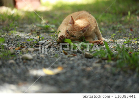 Ginger cat in garden with sunlight Ginger cat in garden with sunlight 116383441