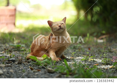 Ginger cat in garden with sunlight Ginger cat in garden with sunlight 116383442