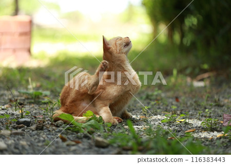 Ginger cat in garden with sunlight Ginger cat in garden with sunlight 116383443