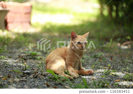 Ginger cat in garden with sunlight Ginger cat in garden with sunlight 116383451