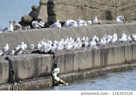 新橋 新橋 116383520