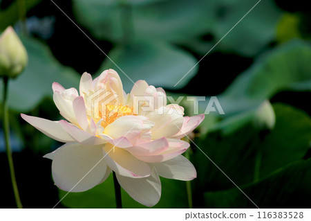 Pure lotus flowers that color the early morning of early summer 116383528