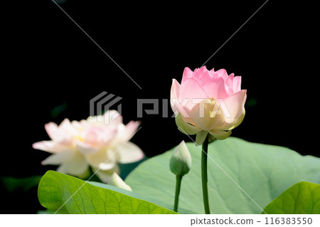 Pure lotus flowers that color the early morning of early summer 116383550