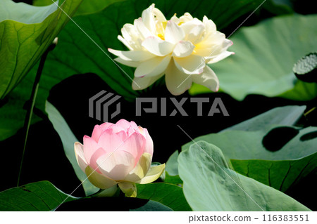 為初夏的清晨著色的純蓮花 116383551