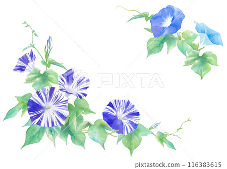 牽牛花花的水彩插圖(江戶紫色)。裝飾框架。 牽牛花花的水彩插圖(江戶紫色)。裝飾框架。 116383615