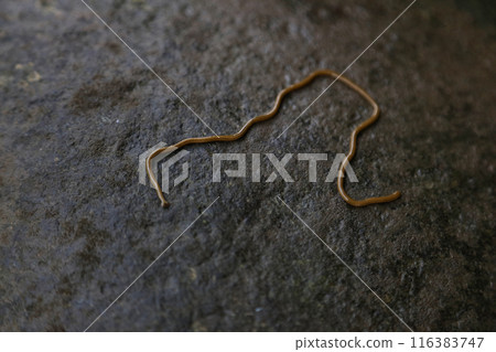 A giant stag beetle moving on a rock 116383747