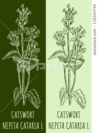Vector drawings CATSWORT. Hand drawn illustration. Latin name NEPETA CATARIA L. Vector drawings CATSWORT. Hand drawn illustration. Latin name NEPETA CATARIA L. 116383748