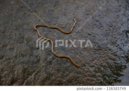 岩石上移動的口貝大廈 116383749