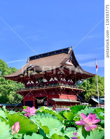 藍天、新綠、蓮花色彩繽紛的伊賀八幡神社瑞神門（愛知縣岡崎市） 116383775