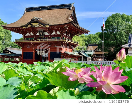 藍天、新綠、蓮花色彩繽紛的伊賀八幡神社瑞神門（愛知縣岡崎市） 116383776