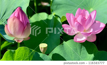 盛開、含苞待放的蓮花<伊賀八幡神社蓮花池/愛知縣岡崎市> 116383777