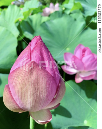 盛開、含苞待放的蓮花<伊賀八幡神社蓮花池/愛知縣岡崎市> 盛開、含苞待放的蓮花<伊賀八幡神社蓮花池/愛知縣岡崎市> 116383779