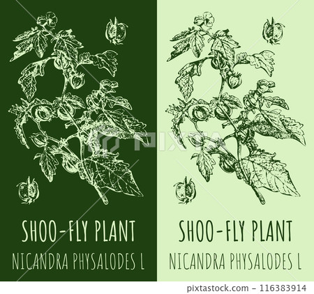 Vector drawings SHOO-FLY PLANT. Hand drawn illustration. Latin name NICANDRA PHYSALODES L. Vector drawings SHOO-FLY PLANT. Hand drawn illustration. Latin name NICANDRA PHYSALODES L. 116383914