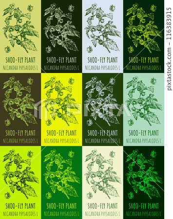 Set of vector drawing of SHOO-FLY PLANT in various colors. Hand drawn illustration. Latin name NICANDRA PHYSALODES L. Set of vector drawing of SHOO-FLY PLANT in various colors. Hand drawn illustration. Latin name NICANDRA PHYSALODES L. 116383915