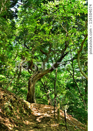 神奈川縣丹澤大山國定公園通往展望台的山路風景 116384074