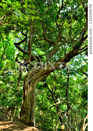 Scenery of the mountain path to the observation deck in Tanzawa-Oyama Quasi-National Park, Kanagawa Prefecture Scenery of the mountain path to the observation deck in Tanzawa-Oyama Quasi-National Park, Kanagawa Prefecture 116384076