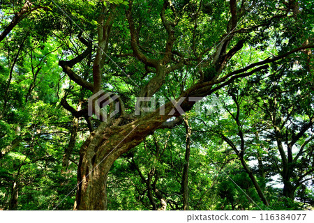 神奈川縣丹澤大山國定公園通往展望台的山路風景 116384077