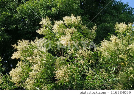 拖曳mimicipe花 116384099