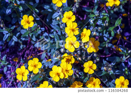 Helianthemum nummularium, Common Rockrose Little Sun-Flower. Wild plant shot in spring. 116384268