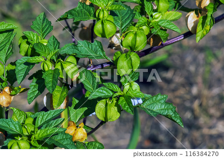 Fruits, in color varying from green to yellow and brown, of Apple of Peru or Shoo-fly plant (Nicandra physalodes) against a dark background Fruits, in color varying from green to yellow and brown, of Apple of Peru or Shoo-fly plant (Nicandra physalodes) against a dark background 116384270