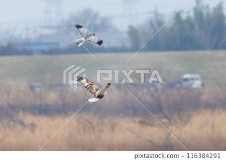 A beautiful Rough-legged Hawk (Accipitridae) fighting a Grey-streaked Harrier in flight on the Tone River riverbed, Gunma Prefecture, Japan. A beautiful Rough-legged Hawk (Accipitridae) fighting a Grey-streaked Harrier in flight on the Tone River riverbed, Gunma Prefecture, Japan. 116384291