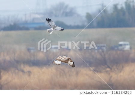 一隻美麗的鷹翅鷹（鷹科）在飛行中與一隻灰鷹戰鬥。  日本群馬縣利根川河床。 116384293