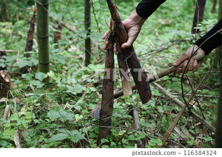 採摘麻竹筍的男子 採摘麻竹筍的男子 116384324