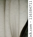 Background putih bergelombang  116384711