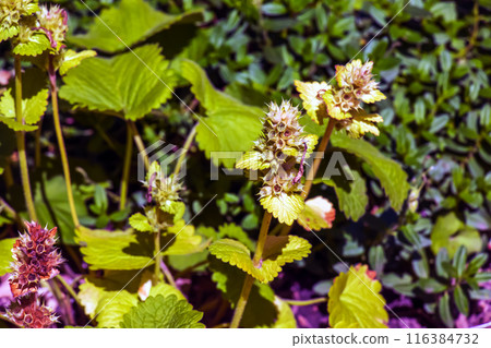 The aromatic catnip herb Nepeta cataria blooms. Catnip is used as a spice. Essential oil is used in dermatology and soap making. 116384732