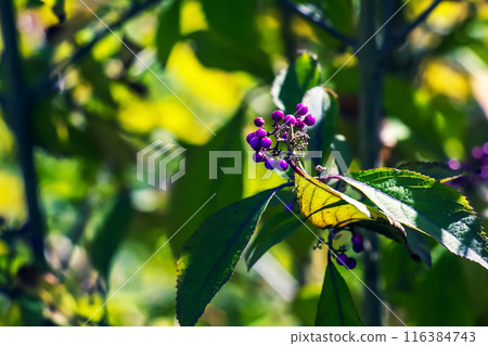 Callicarpa japonica or Japanese beautyberry branch with leaves and large clusters purple berries close up. 116384743